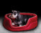 Xtreme Oval Bed-Snoozzzeee Dog